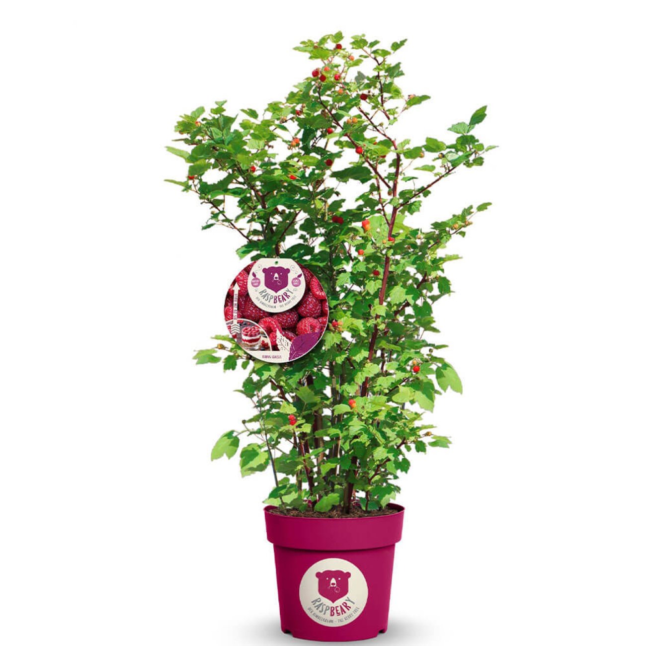 Obrázok Malina - Malinový medveď (Rubus idaeus x 'Hararasp') ´RASPBEARY´® - výška 60-80 cm, kont. C5L - KRÍKOVÁ